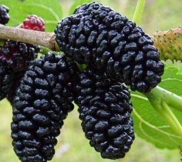 Nurten Tosun-Karadut 300625.jpg